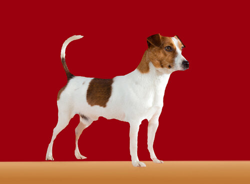 345 Jack Russell Terrier Yigal Pardo